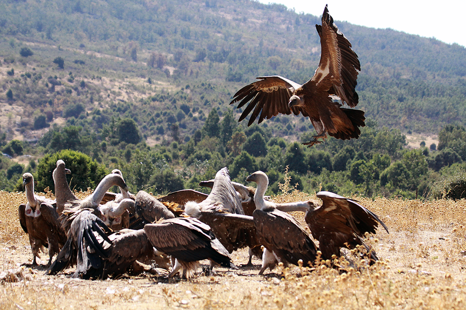 ZEPA Valle del Tiétar y Parque Natural Sierra de Gredos